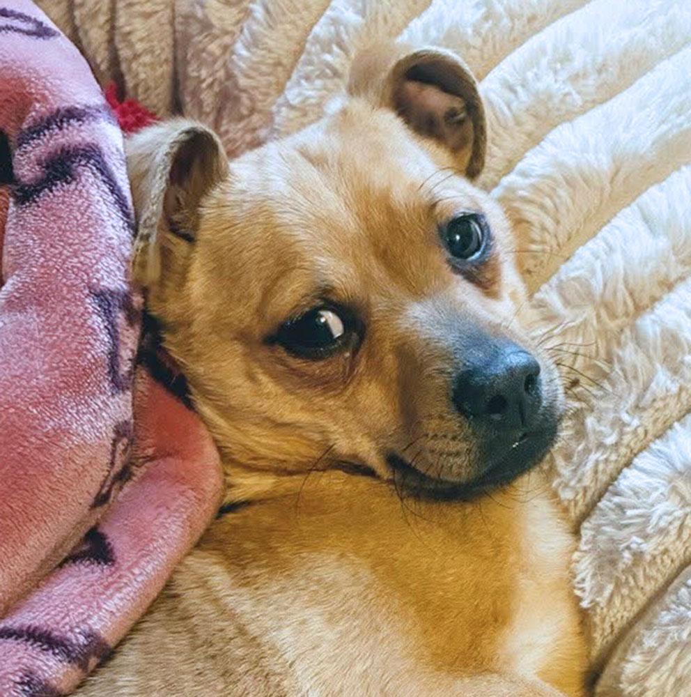 Boston (AO35709), adoptable, Young Male Chihuahua.