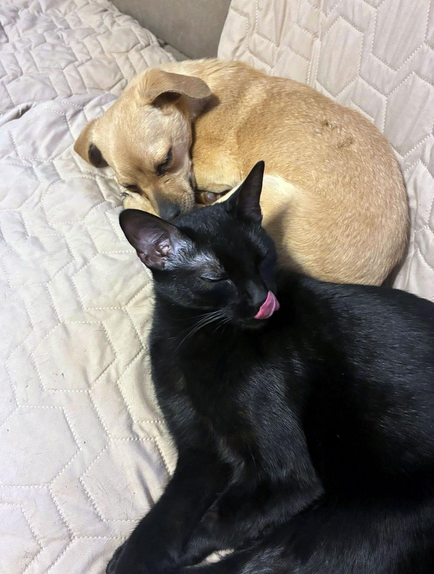 Enlarge Boston (AO35709), an adoptable mixed breed in Kansas City, KS image 2/4