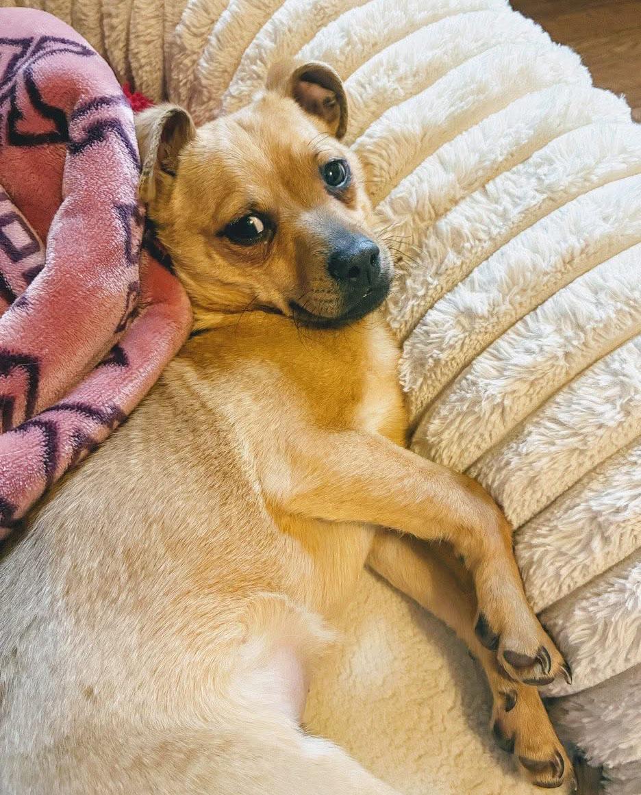 Enlarge Boston (AO35709), an adoptable mixed breed in Kansas City, KS image 4/4