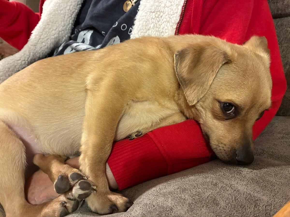 Enlarge Boston (AO35709), an adoptable mixed breed in Kansas City, KS image 3/4