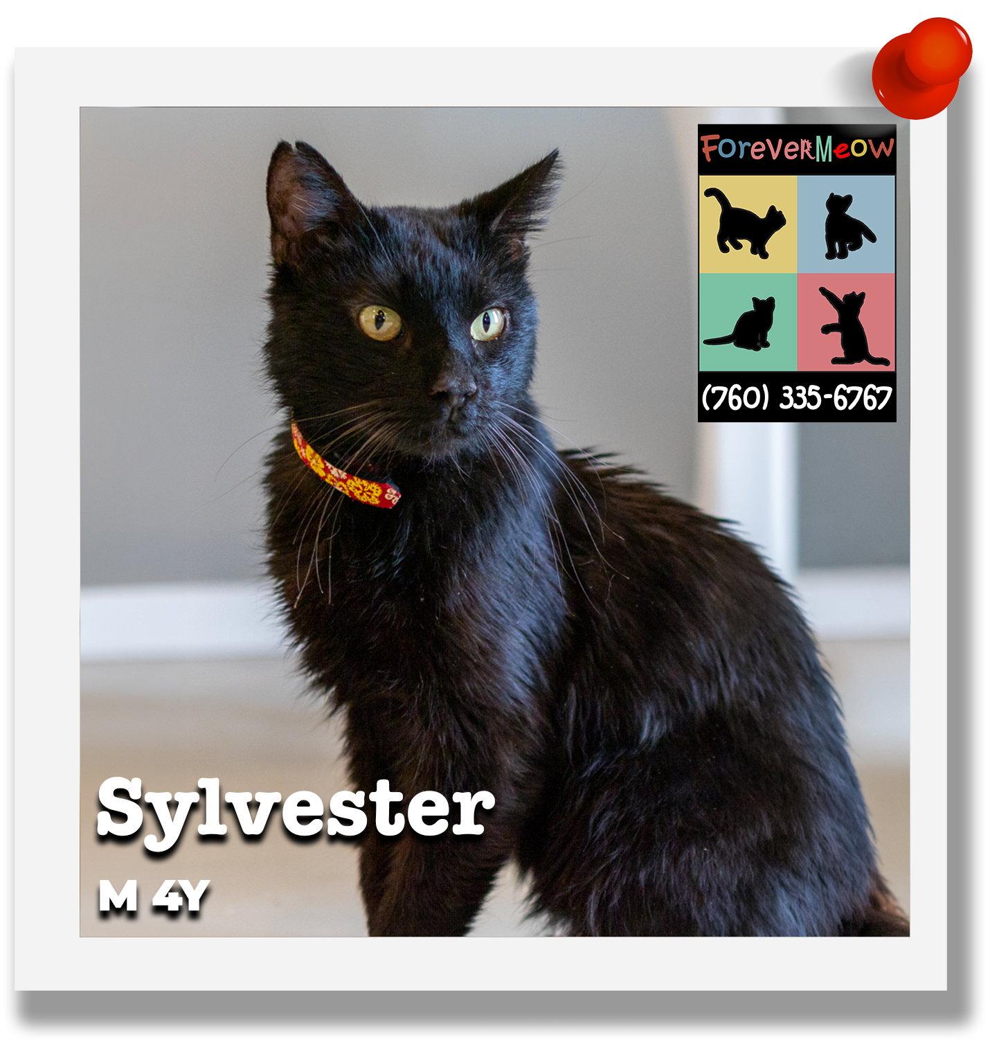 Sylvester, a Adoptable Domestic Short Hair in Palm Desert, CA image 1/3