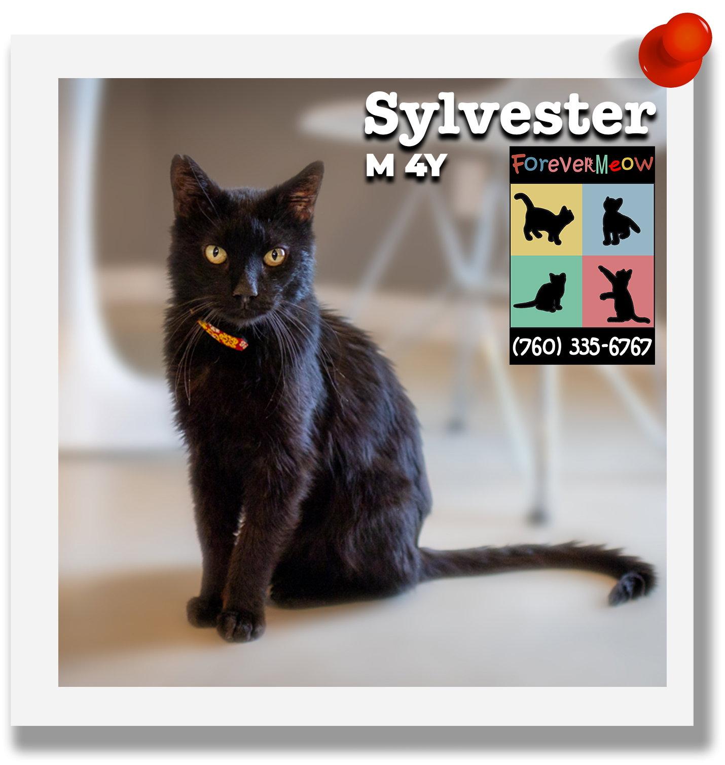 Sylvester, a Adoptable Domestic Short Hair in Palm Desert, CA image 2/3