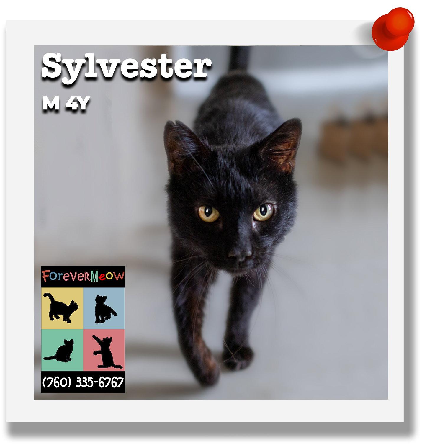 Sylvester, a Adoptable Domestic Short Hair in Palm Desert, CA image 3/3