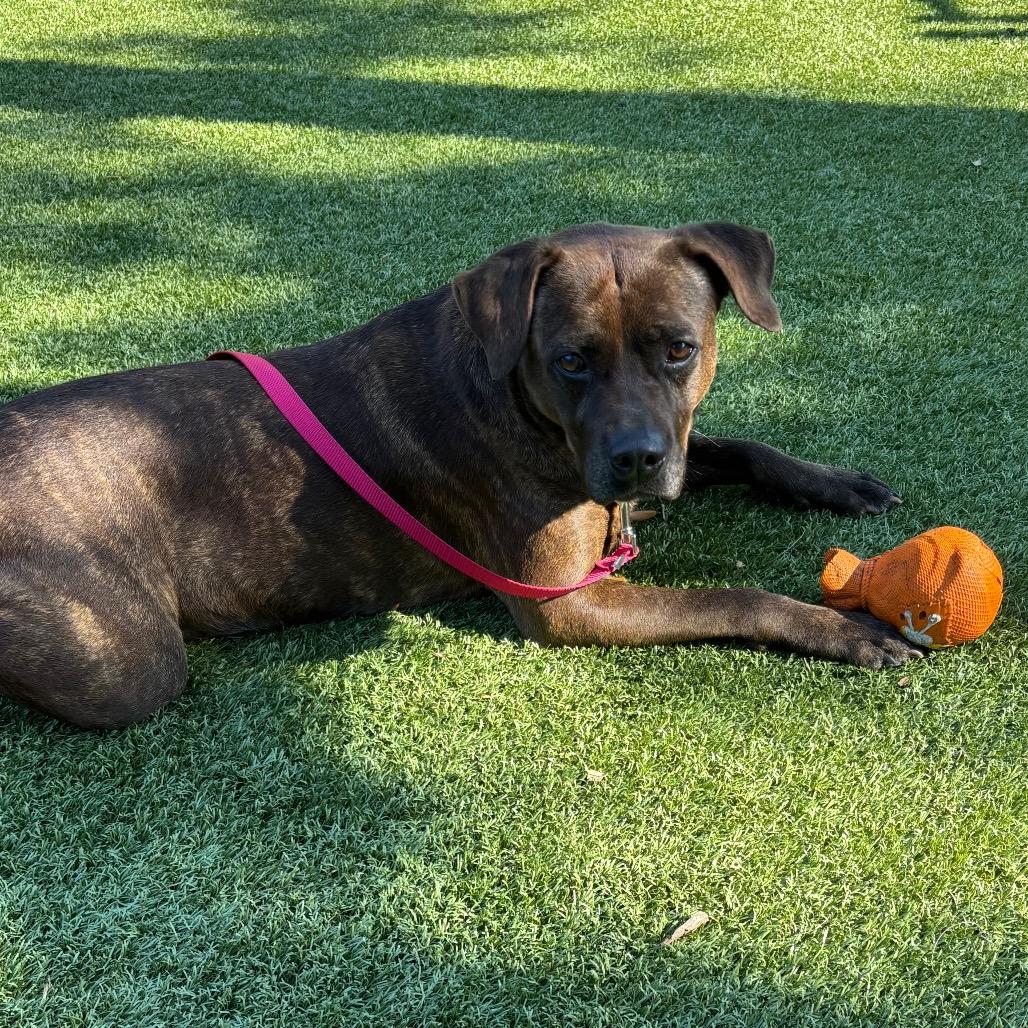 Enlarge Merry, a Adoptable Mixed Breed in Sarasota, FL image 1/6