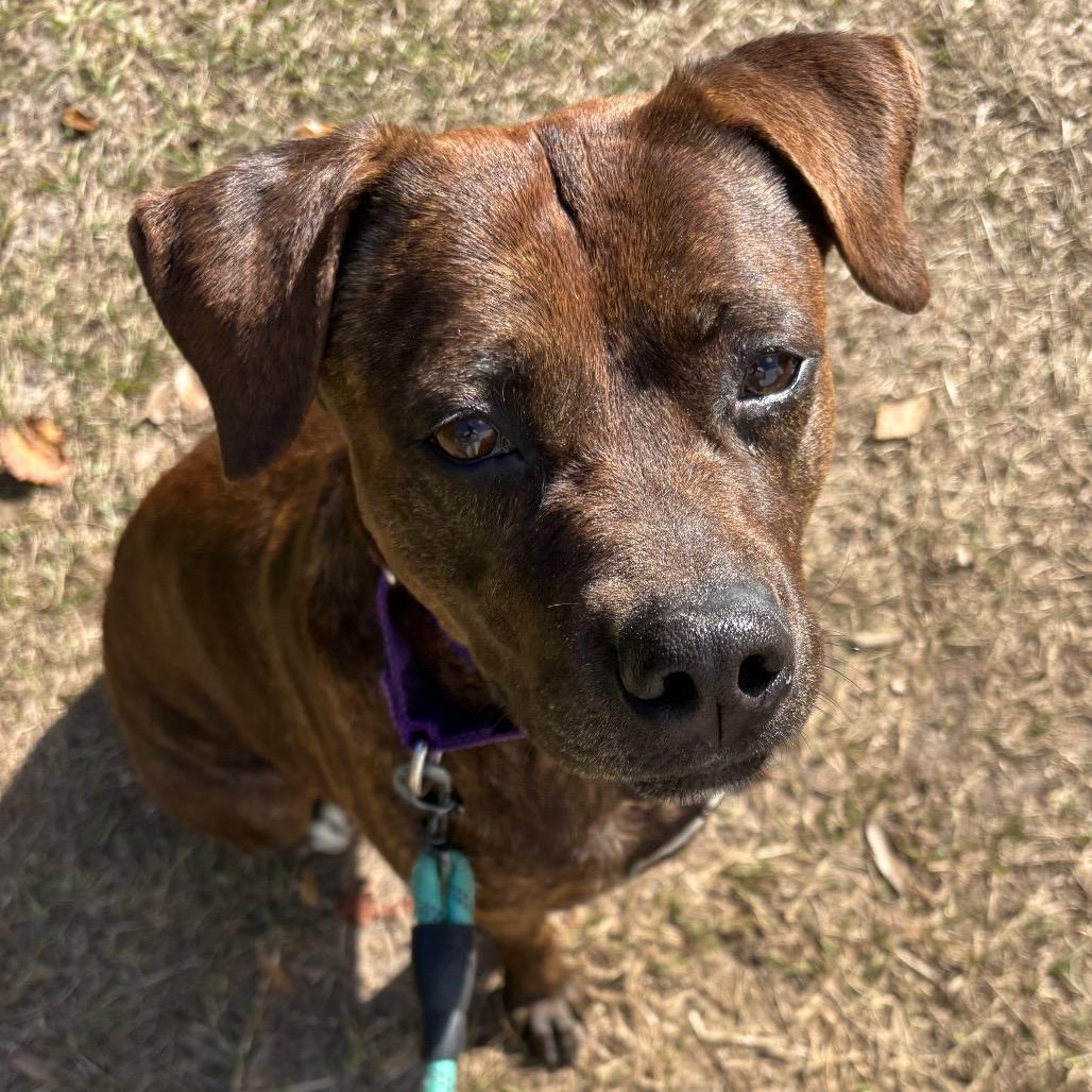 Enlarge Merry, a Adoptable Mixed Breed in Sarasota, FL image 2/6
