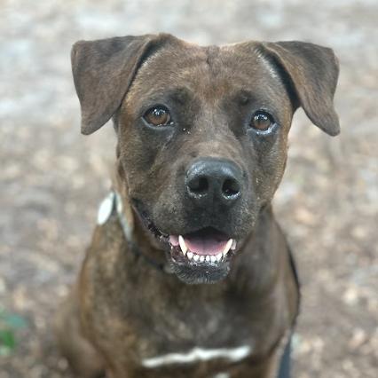 Enlarge Merry, a Adoptable Mixed Breed in Sarasota, FL image 4/6