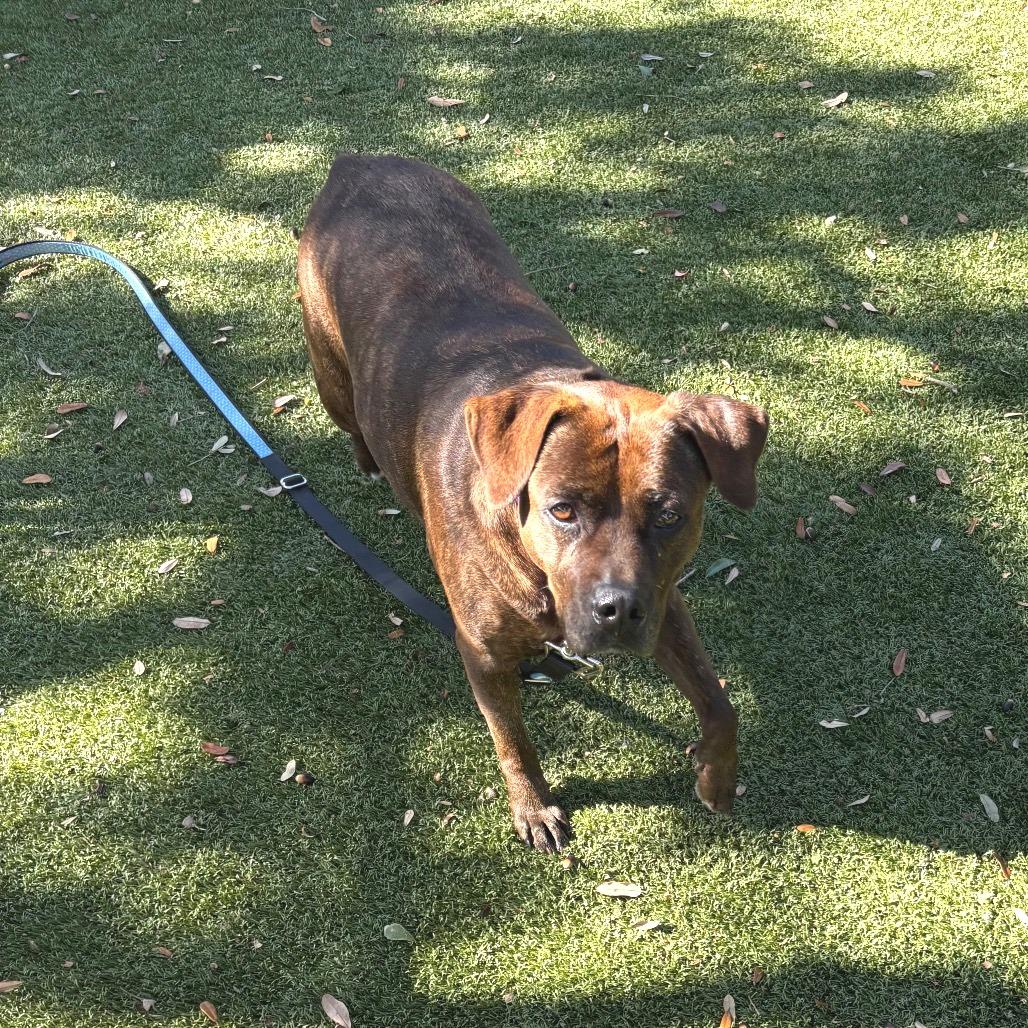 Enlarge Merry, a Adoptable Mixed Breed in Sarasota, FL image 6/6