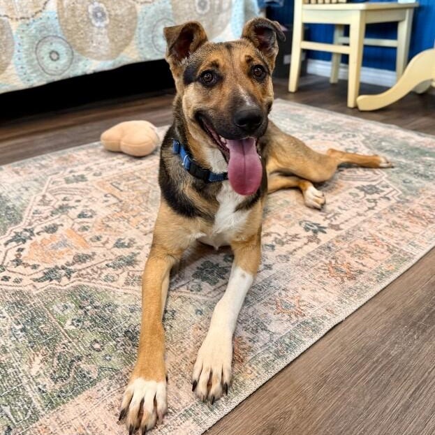 Abby Smiles Is Happiness On Four Paws — thumbnail 5