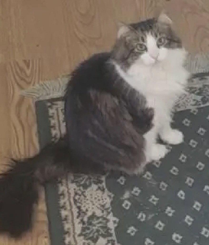 Beef Courtesy Listing, Adoptable, Adult Male Maine Coon.