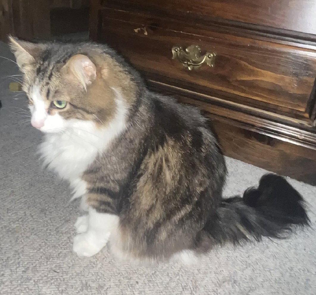 Beef Courtesy Listing, a Adoptable Maine Coon in Absecon, NJ image 2/2