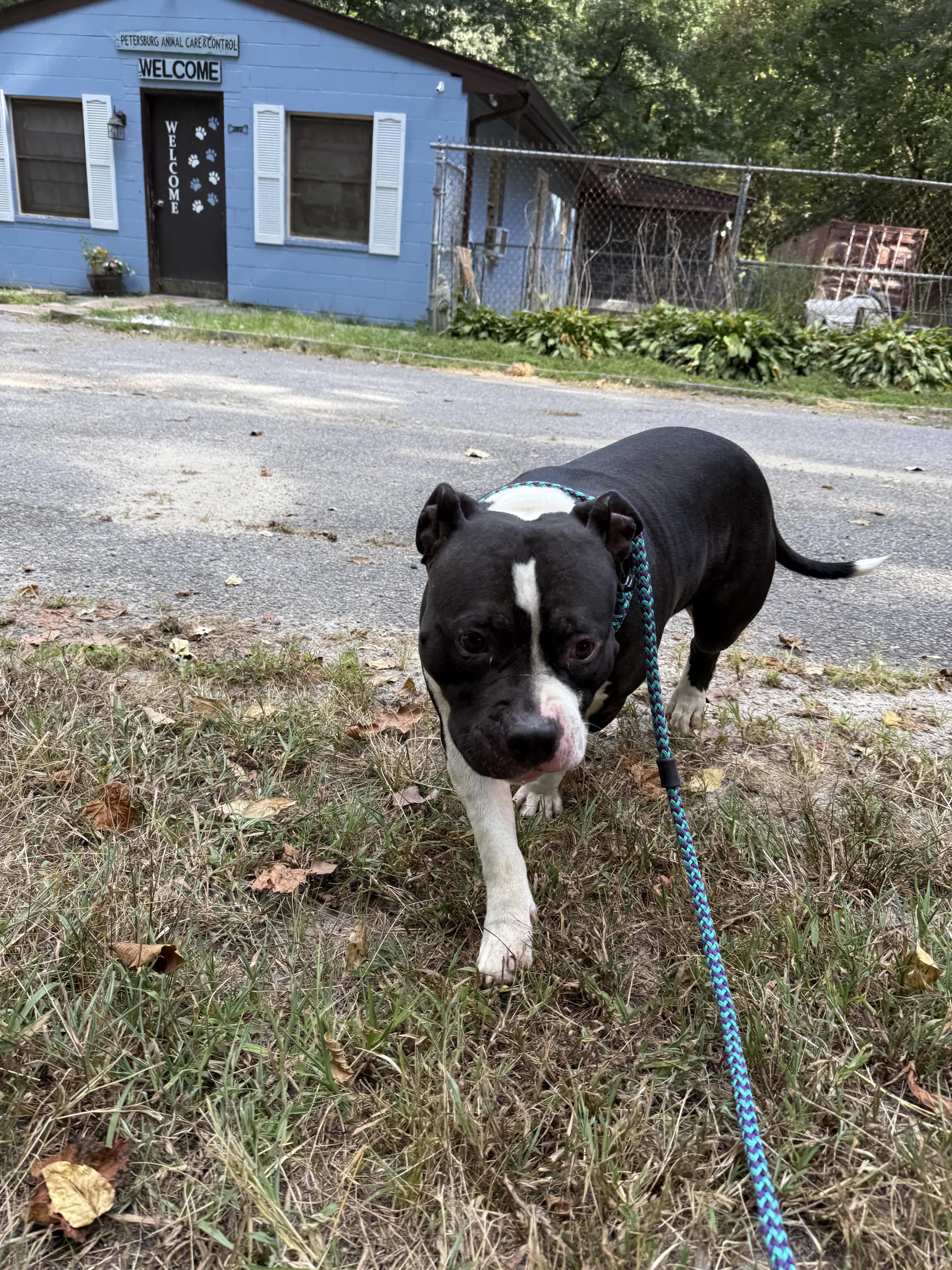 Domino