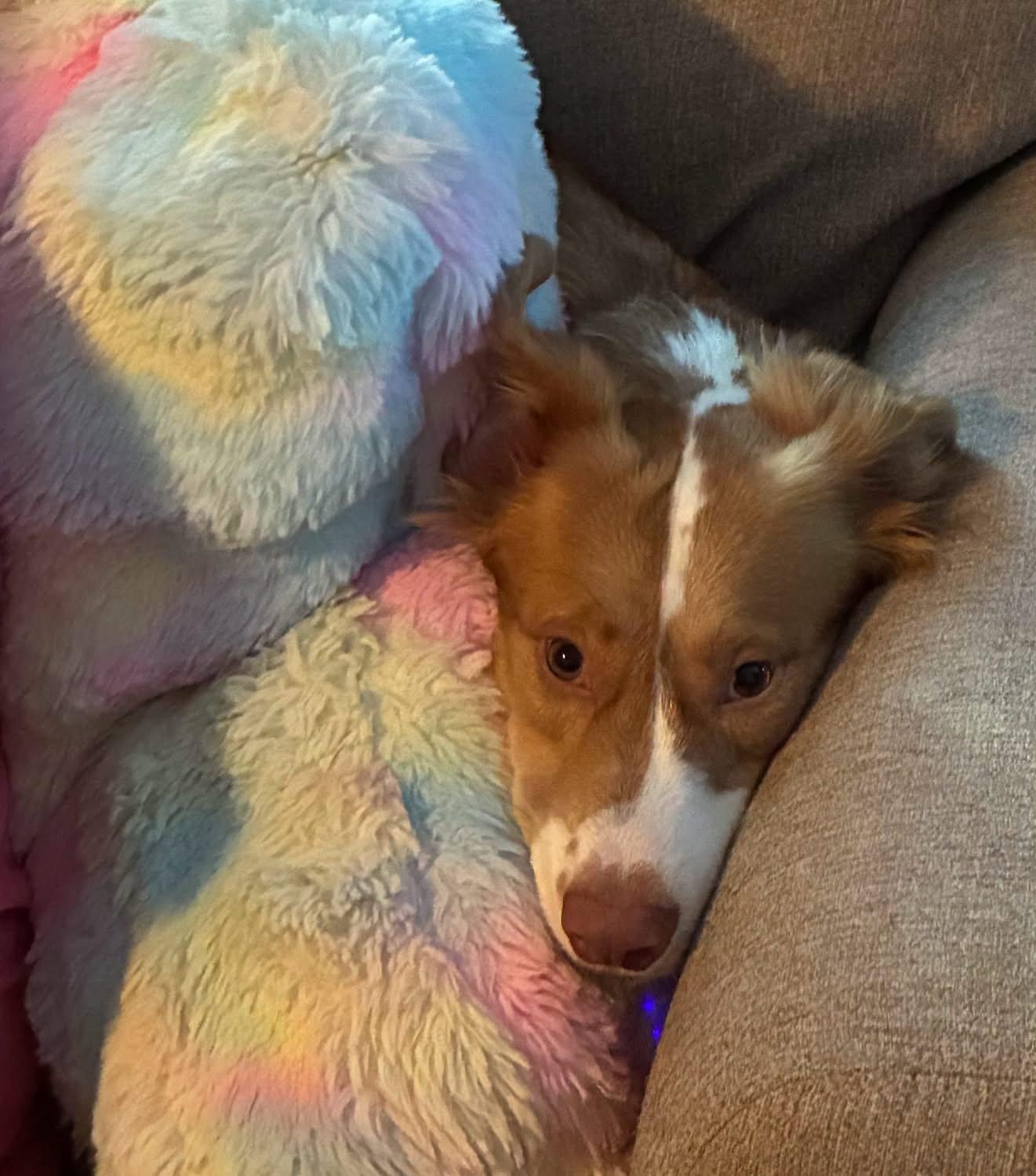 Murphy, Adoptable, Young Male Corgi & Australian Shepherd.