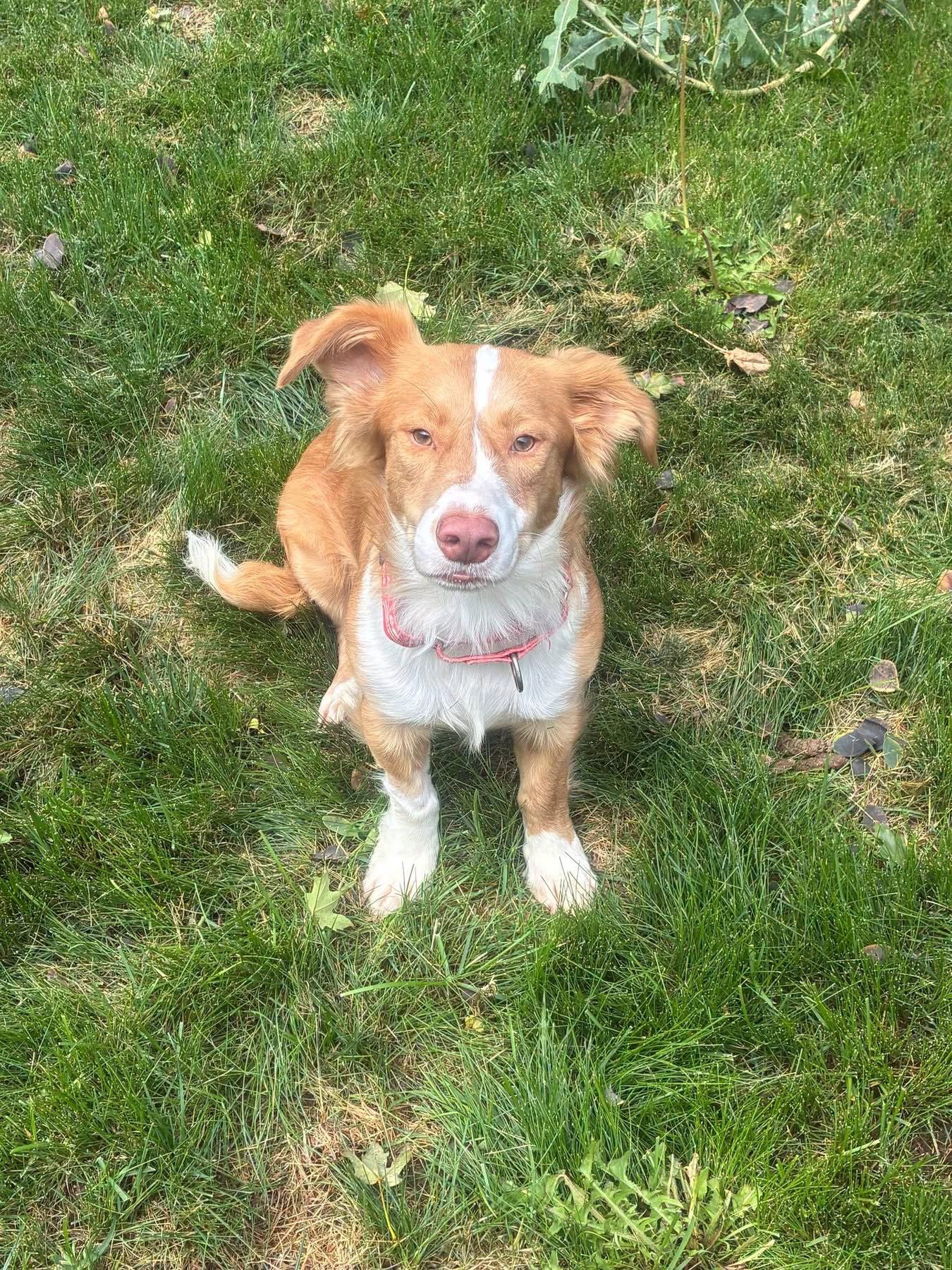 Murphy, a Adoptable mixed breed in Denver, CO image 2/3