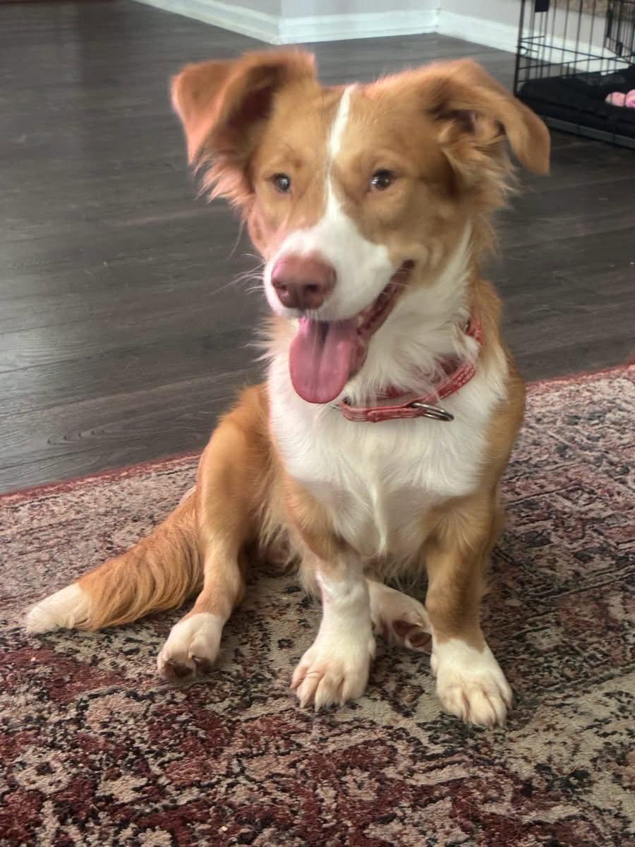 Murphy, a Adoptable mixed breed in Denver, CO image 3/3