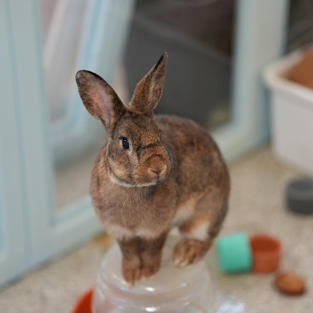 Bristles (bonded to Disney), Adoptable, Young Female Bunny Rabbit.