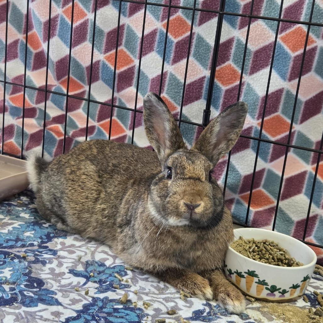 Enlarge Bristles, a Adoptable Bunny Rabbit in Hilliard , FL image 1/1
