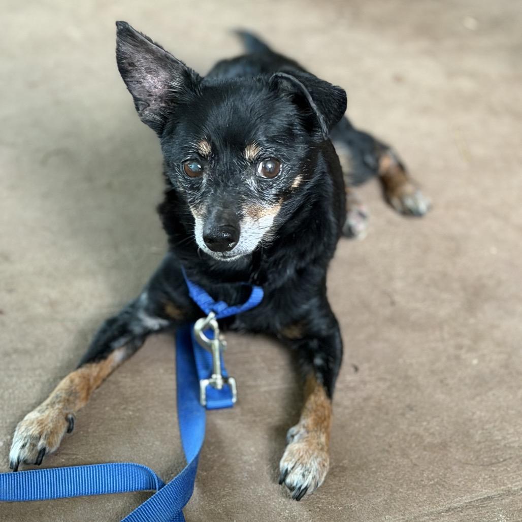 Walter Hyde, Adoptable, Senior Male Chihuahua.