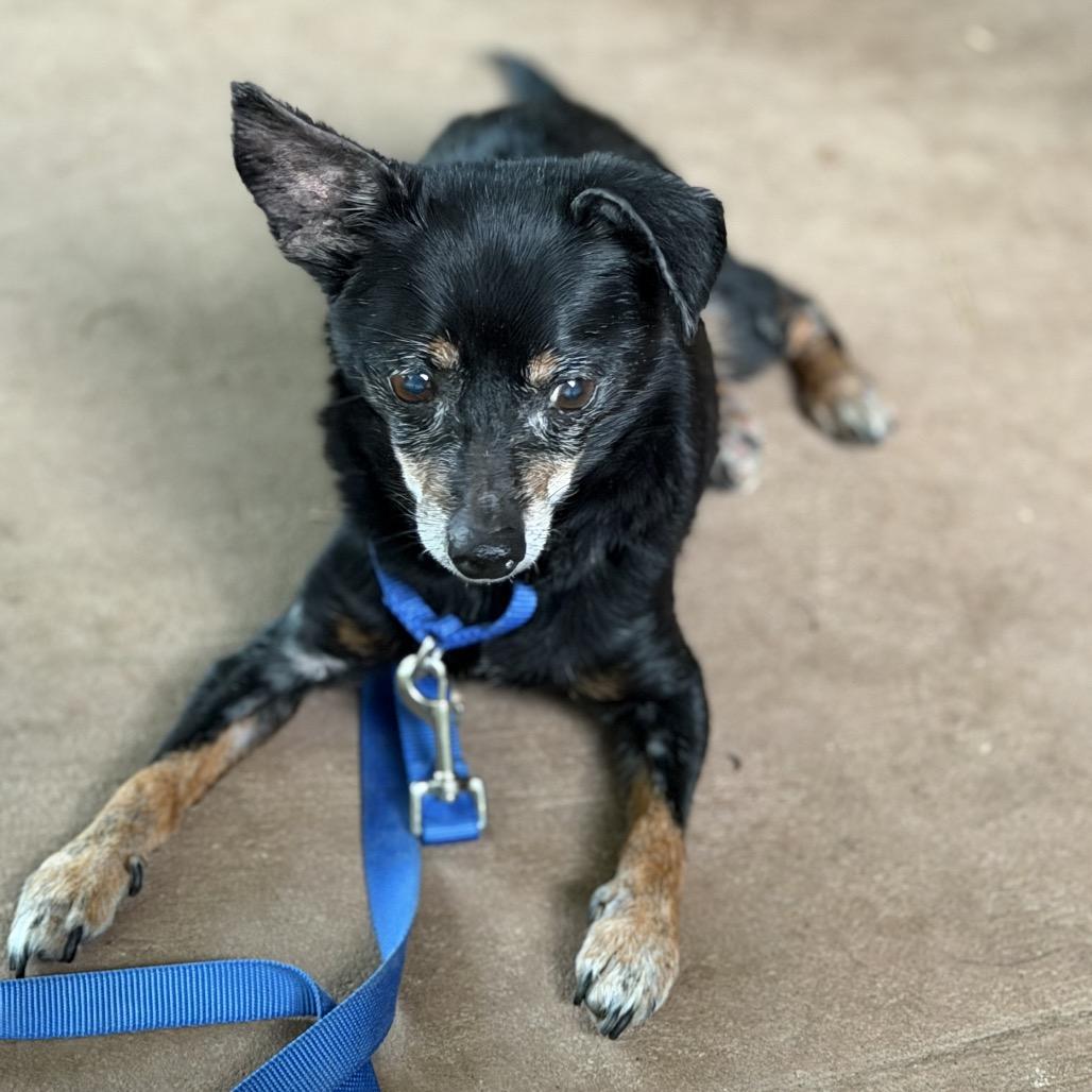 Enlarge Walter Hyde, a Adoptable Chihuahua in Huntsville, AL image 2/6