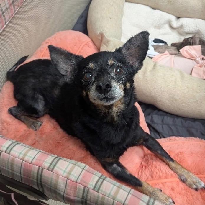 Enlarge Walter Hyde, a Adoptable Chihuahua in Huntsville, AL image 3/6
