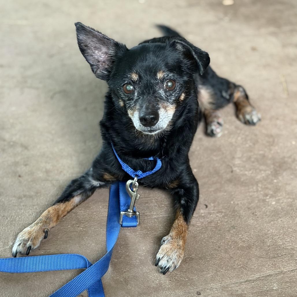 Enlarge Walter Hyde, a Adoptable Chihuahua in Huntsville, AL image 4/6