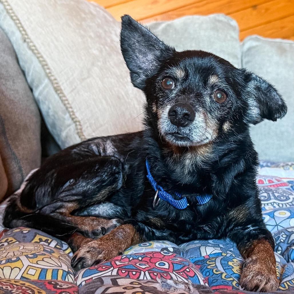 Enlarge Walter Hyde, a Adoptable Chihuahua in Huntsville, AL image 5/6