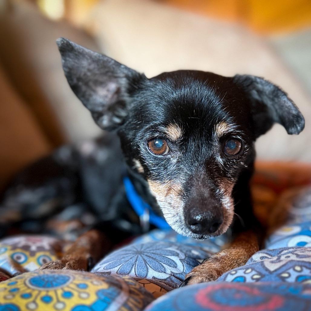 Enlarge Walter Hyde, a Adoptable Chihuahua in Huntsville, AL image 6/6