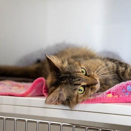 Lynx, Adoptable, Adult Female Domestic Medium Hair.