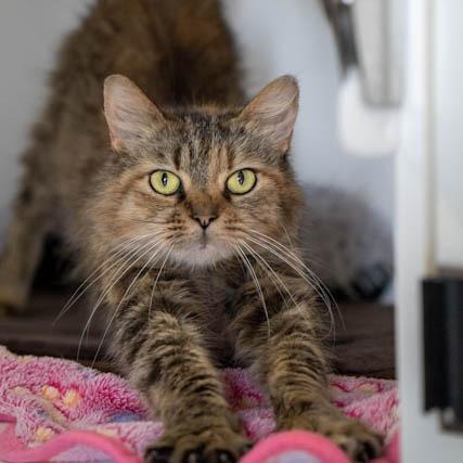 Enlarge Lynx, a Adoptable Domestic Medium Hair in Elizabeth City, NC image 2/6