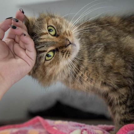 Enlarge Lynx, a Adoptable Domestic Medium Hair in Elizabeth City, NC image 3/6