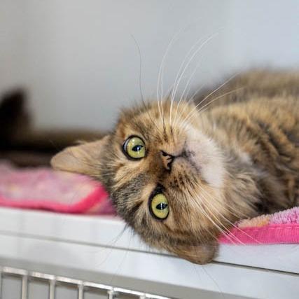 Enlarge Lynx, a Adoptable Domestic Medium Hair in Elizabeth City, NC image 4/6