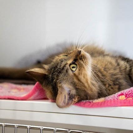 Enlarge Lynx, a Adoptable Domestic Medium Hair in Elizabeth City, NC image 5/6