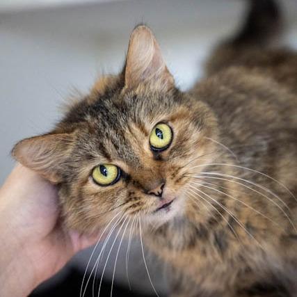 Enlarge Lynx, a Adoptable Domestic Medium Hair in Elizabeth City, NC image 6/6