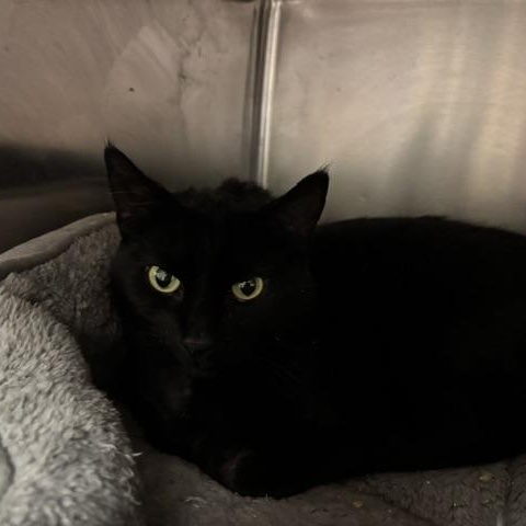 Enlarge Katie, a ADOPTABLE Domestic Short Hair in Braintree, MA image 6/6