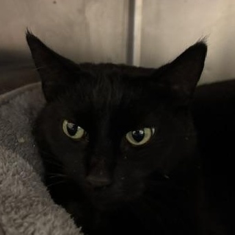 Enlarge Katie, a ADOPTABLE Domestic Short Hair in Braintree, MA image 5/6
