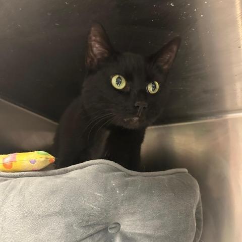 Enlarge Katie, a ADOPTABLE Domestic Short Hair in Braintree, MA image 1/6