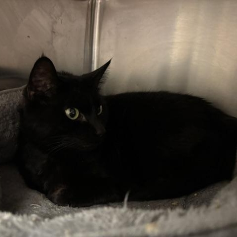 Enlarge Katie, a ADOPTABLE Domestic Short Hair in Braintree, MA image 4/6