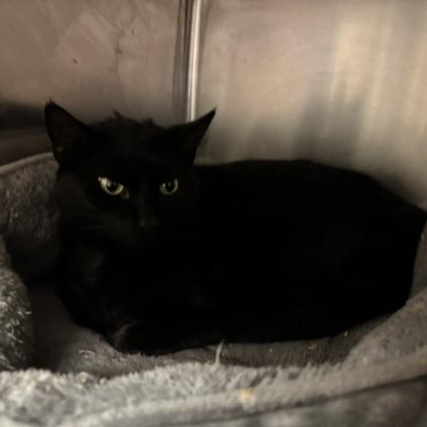 Enlarge Katie, a ADOPTABLE Domestic Short Hair in Braintree, MA image 3/6