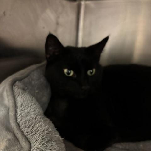 Enlarge Katie, a ADOPTABLE Domestic Short Hair in Braintree, MA image 2/6