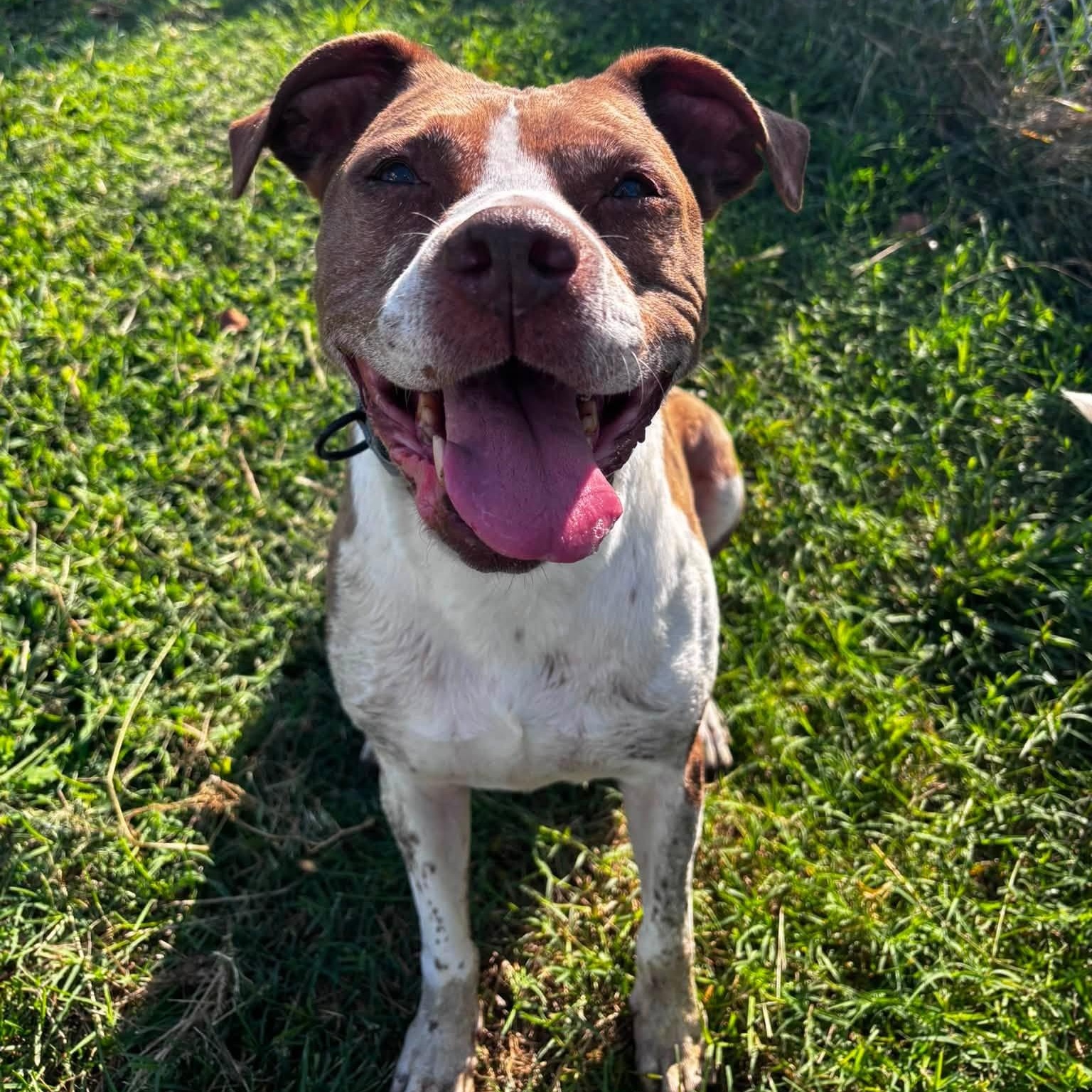 Chardonnay (ID 52456), ADOPTABLE, Adult Female American Bully.