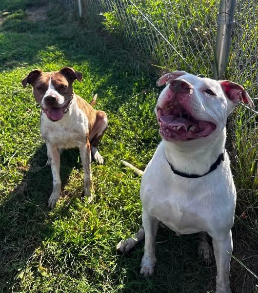 Enlarge Chardonnay (ID 52456), a ADOPTABLE American Bully in Manassas, VA image 2/3