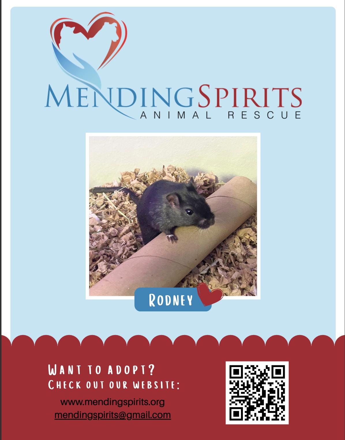 Rodney ⭐️, Adoptable, Adult Male Gerbil.