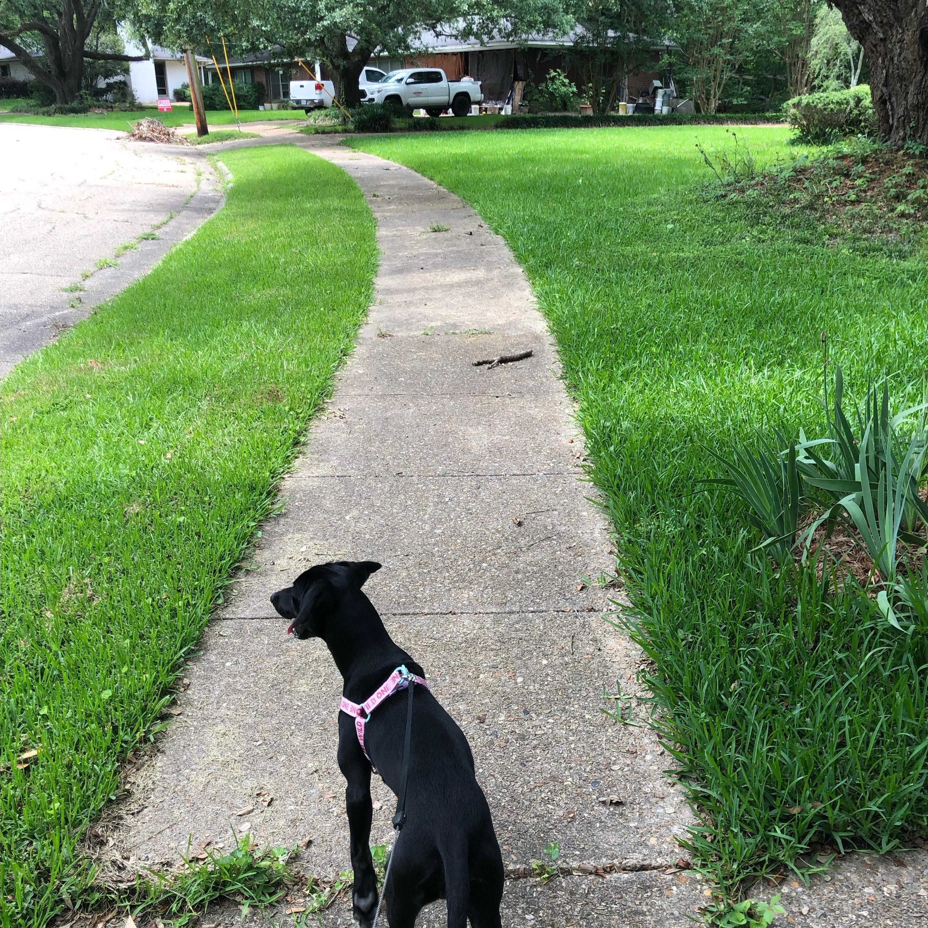 Nicole, an adopted mixed breed in Ruston, LA image 3/3