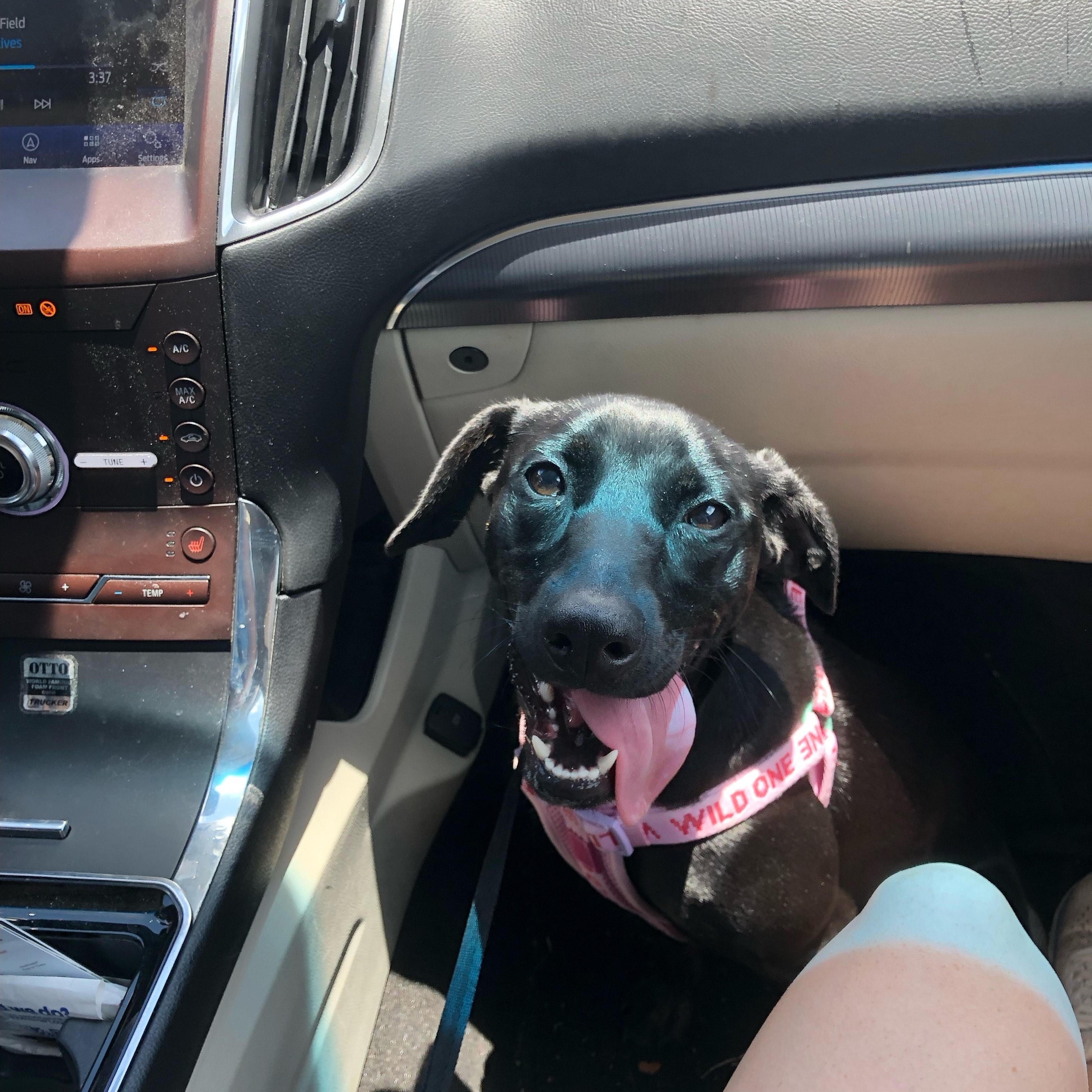 Nicole, an adopted mixed breed in Ruston, LA image 2/3