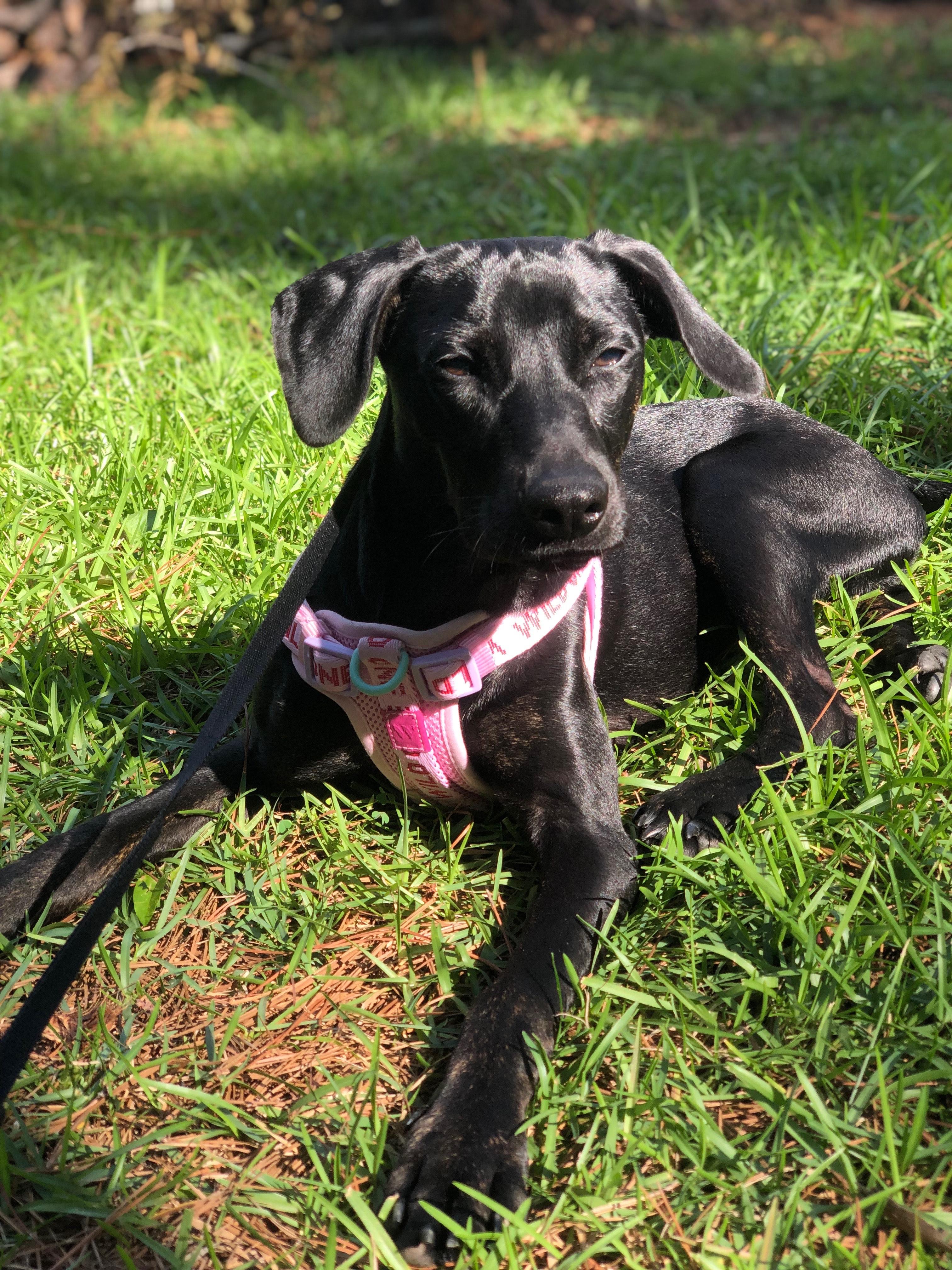 Nicole, adopted, Young Female Black Labrador Retriever.