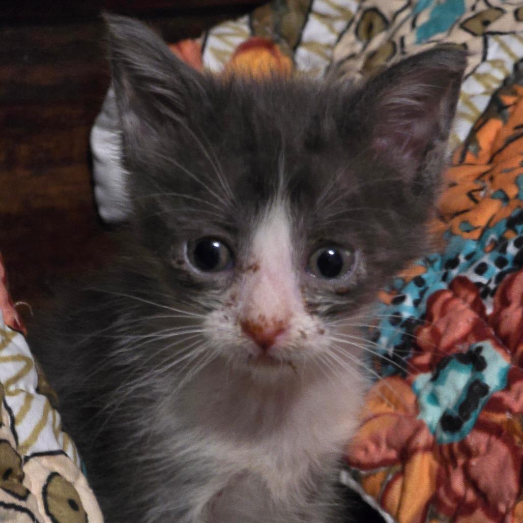 Enlarge Pierce "Gray Cheeks", a Adoptable Domestic Medium Hair in Conway, AR image 1/3