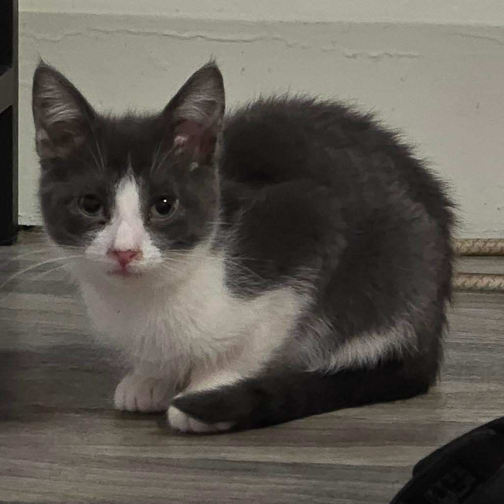 Enlarge Pierce "Gray Cheeks", a Adoptable Domestic Medium Hair in Conway, AR image 2/3