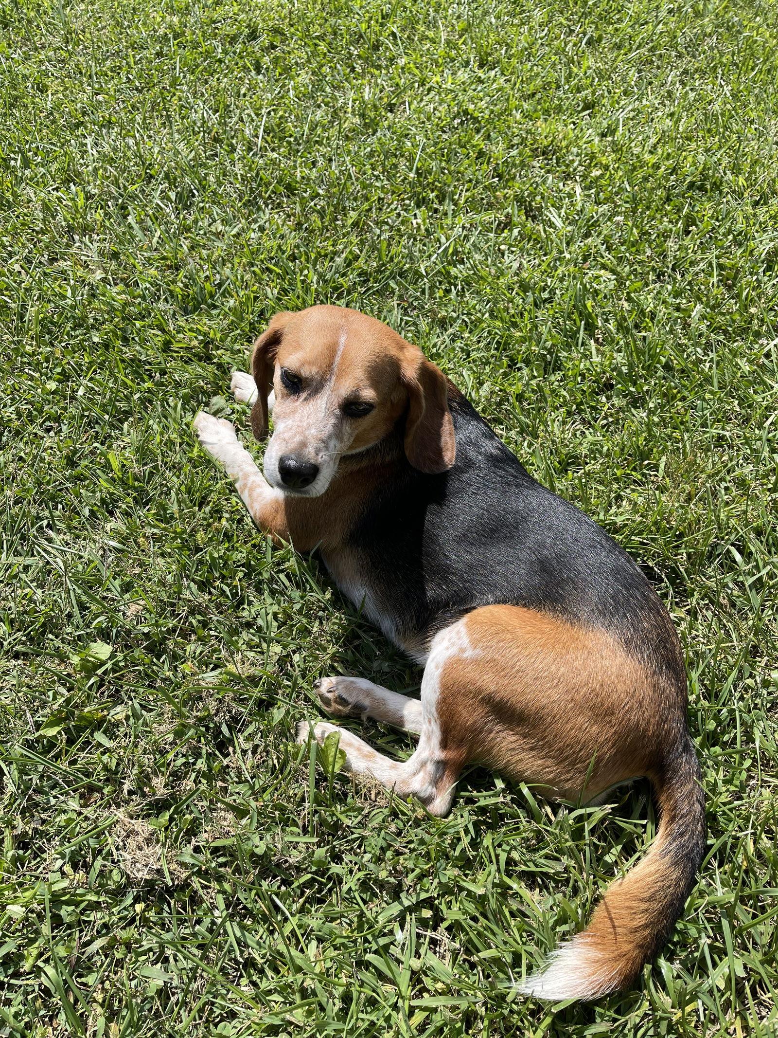 Mindi, Adoptable, Adult Female Beagle.