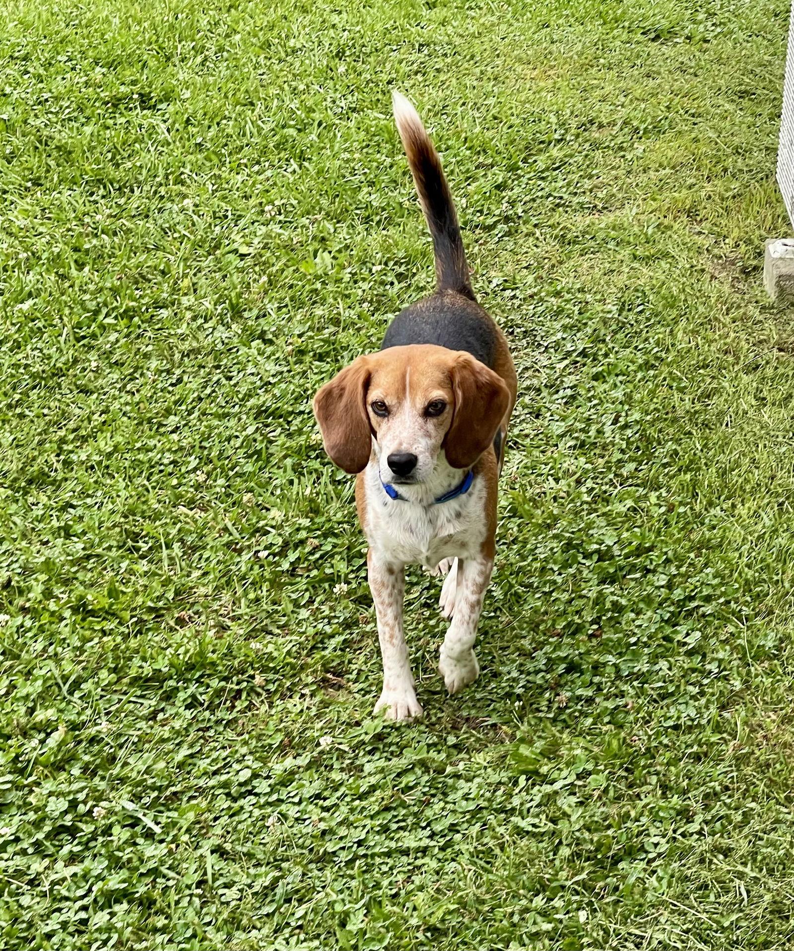 Enlarge Mindi, a Adoptable Beagle in Mouth Of Wilson, VA image 2/3
