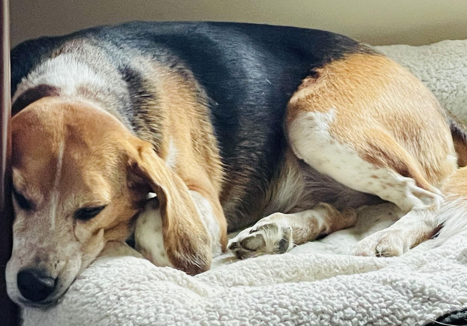 Enlarge Mindi, a Adoptable Beagle in Mouth Of Wilson, VA image 3/3
