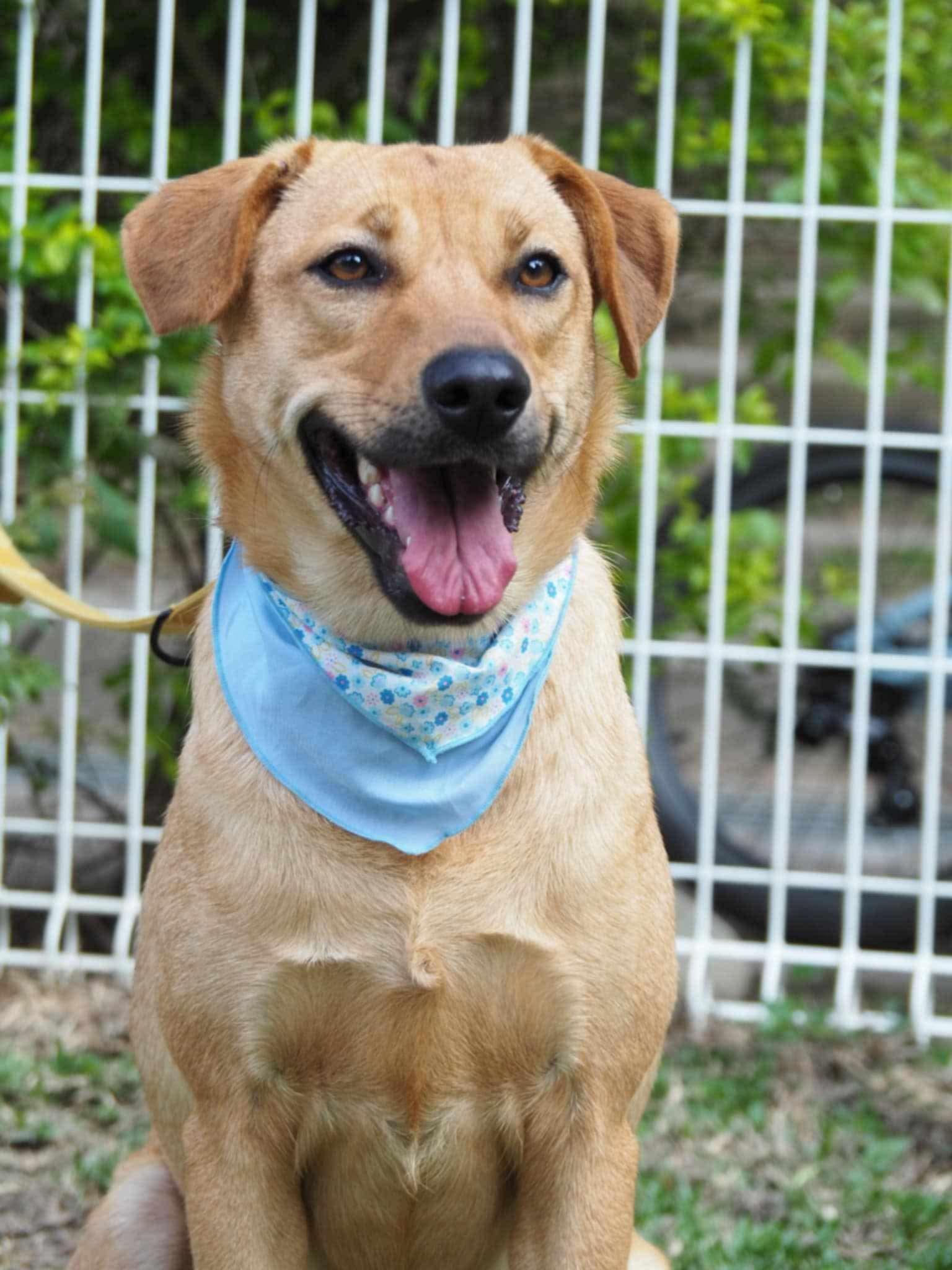 Kimmie, ADOPTABLE, Young Female Yellow Labrador Retriever & Mixed Breed.